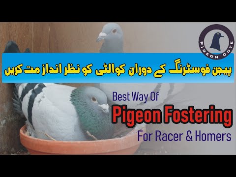 Best Way Of Pigeon Fostering For Racers & Homers | Correct Method Of Fostering Eggs | Pigeon Cote