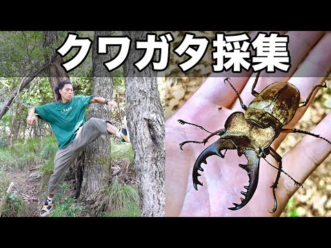 【別格】KATSUYAが地元で本気のクワガタ取り！！黄金に輝くミヤマクワガタとは？