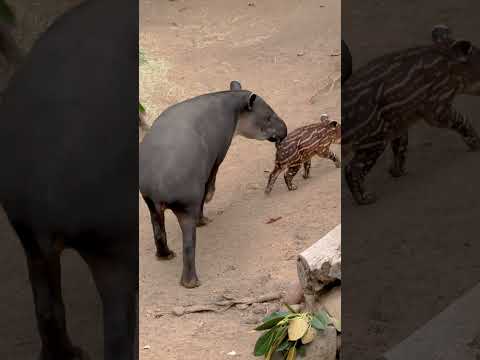 She's here! We need your help naming the new baby tapir.