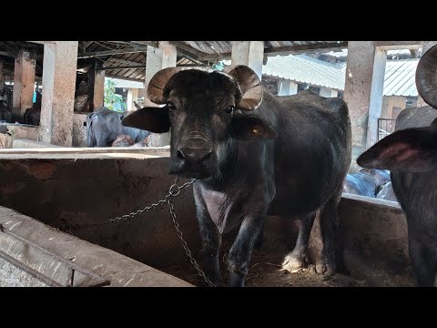 Dairy Buffalo..| Discussion with Krishi sansar.