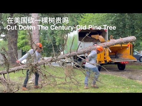 SUB）砍掉百年松树｜在美国请人来砍树贵吗｜Cut Down The Century-Old Pine Tree