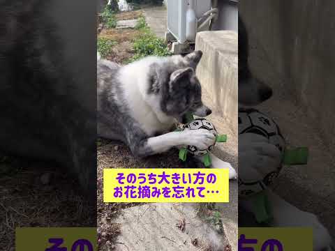 日本昔ばなし風に#秋田犬