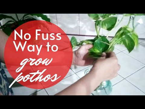 Simple Technique to Grow Pothos Indoor Using Wine Bottle / Growing plants in water idea No. 3