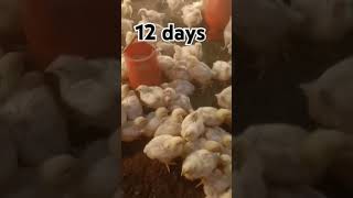 #youtube #chicken #poultrydays #chickenfarming #youtubeshorts #poultry #farming #poultryfarming