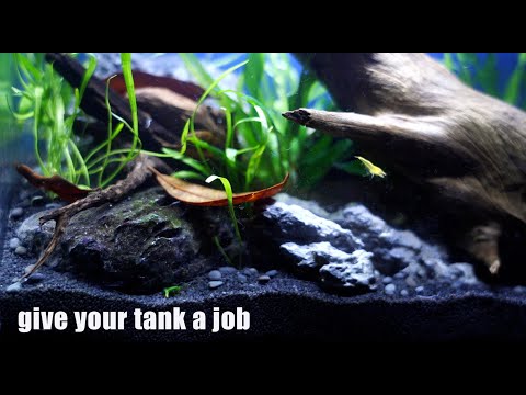 Not Ready to Scape or is It Not Working Out? Give Your Tank A Job