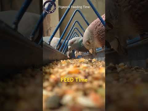 Pigeon's Feed Time