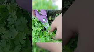 #todayharvest #harvest #coriander #viral #trending