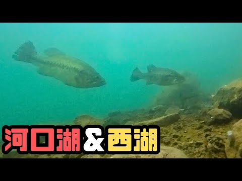 河口湖と西湖でスポーニング期のおかっぱりバス釣り【水中映像】