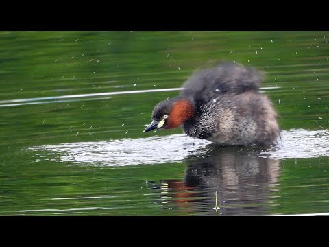 林邊鄉的小鷿鷉Tachybaptus ruficollis 　（2024 12 25）