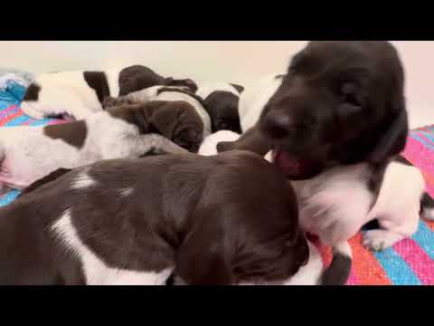 DAY 12!  CUTEST PUPPY VIDEO EVER!   THANKSGIVING 2024