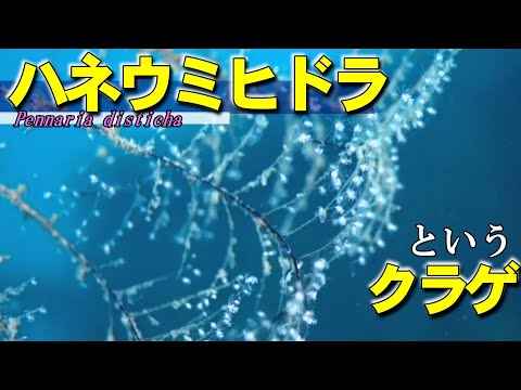 【 ハネウミヒドラ 】クラゲの基地　Halocordyle disticha