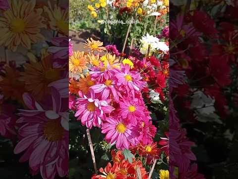 vibrant flowers 💐 #flowers #gardening #blossom #youtubeshorts #shorts #satisfying