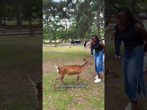 Japanese deer don’t play