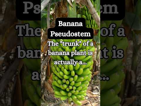 What is the Trunk of a Banana Plant Made Of?