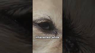 Decoding Doggo  Inside the Canine Mind  #petcare #petwellness #petdog