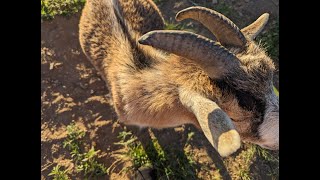 ⚡ Lightning Goats ⚡ Live Goat Feeder