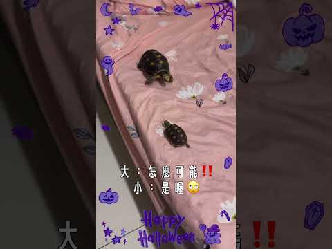 #哥倆好🐢🐢