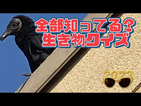 【チャレンジ】何匹わかった？生き物クイズ