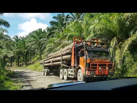 Borneo Life,Pembalakan Masih Menganas di Bahagian Limbang 17_03_2022