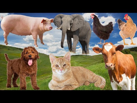 Animal Sounds - Cow, Sheep, Cat, Dog, Chicken - Animal Moments