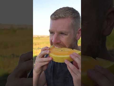 Watermelon ASMR - Golden and Moon & Stars Variety!