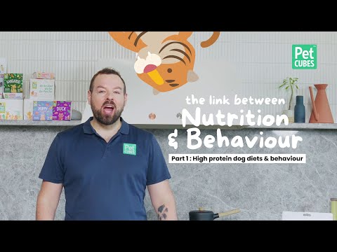 How Does Nutrition Affect Your Dog's Behaviour (Part 1）