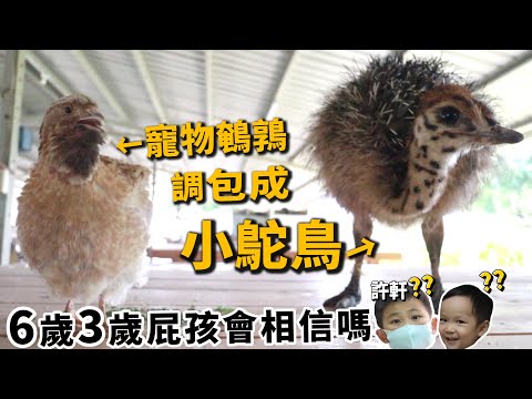 【整人】如果把小飛機掉包成鴕鳥!6歲3歲屁孩會相信嗎?許軒許睿【許伯簡芝】整人PRANK