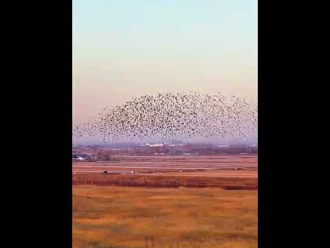 壮观！万鸟翔集如同“鲸鱼”在空中游动！（记者：赵泳 拍摄者：谢刚、郭志玲）