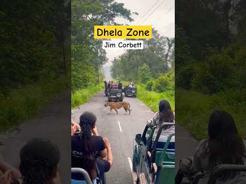 Big Male Tiger on Road in Jim Corbett Dhela Zone 😎 #shorts #tiger #trending