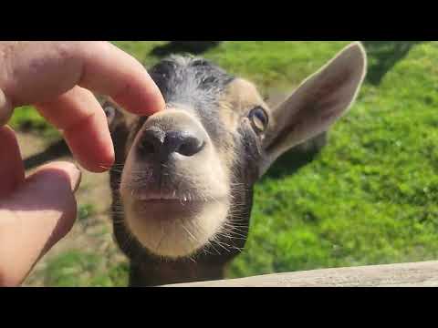 New Goat Toy - New Job Offer