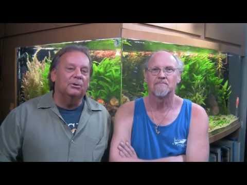 Setting Up A Successful Aquarium, Freshwater - What It Takes,  Wet Web Media -2