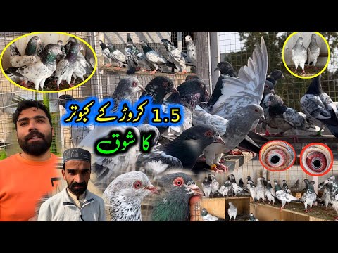 1.5 Crore Kay Red Eyes Pigeons 😍