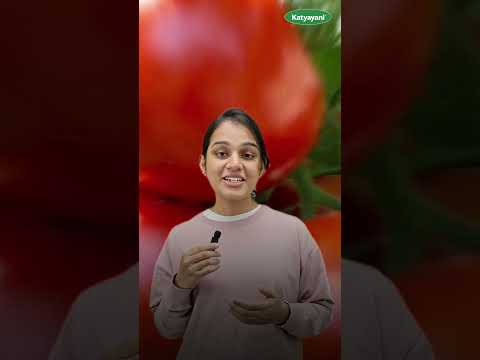 टमाटर में झुलसा रोग का इलाज |Tomato Blight Symptoms,  100% Control | Jhulsa Rog Ki Dawai | झुलसा रोग