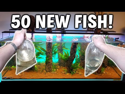 Adding 50 Fish To HUGE Planted Tank!