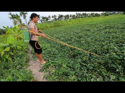 Máy Hút Cá 8 Fet Bắt Hết Ổ Cá Rô Phi Khủng | Thú Vui 3 Miền