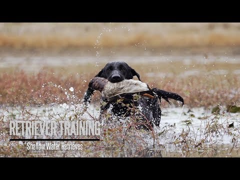 Shallow Water Retriever Drills