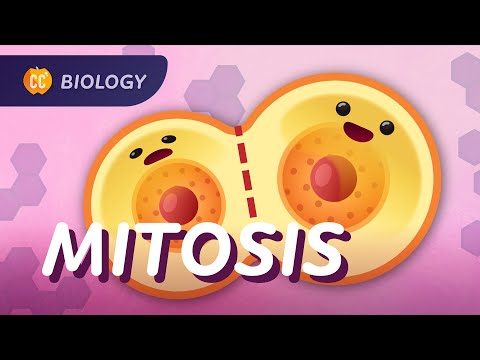 Mitosis & the Cell Cycle: How Cells Clone Themselves: Crash Course Biology #29