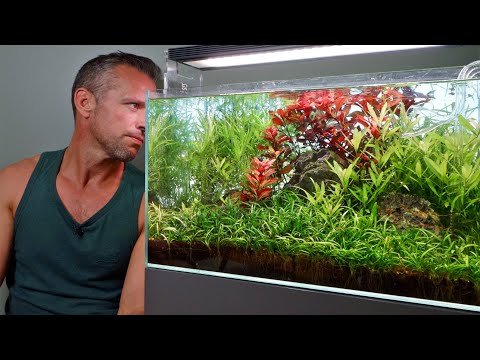 Why the REAL DECONSTRUCTION of this planted tank  (4K)