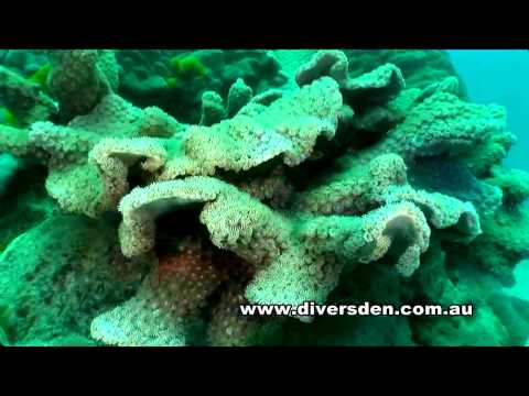 Diving the Great Barrier Reef - Liveaboard OceanQuest from Cairns