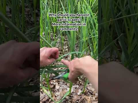 Why Should You Harvest Garlic Scapes? #garlic #growinggarlic #youtubeshorts #hardneckgarlic #scapes