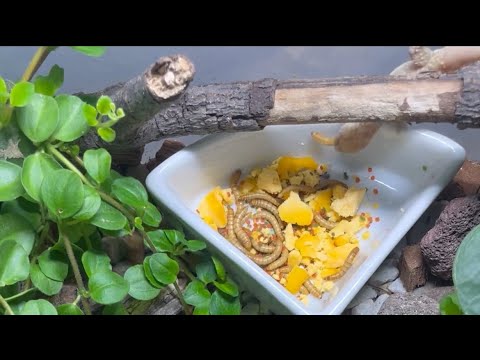 Feeding Mediterranean Geckos: Enriching Worms with Boiled Egg Yolk #MediterraneanGecko #ReptileCare