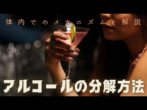 アルコールはどう分解される？体内でのメカニズムを詳しく解説！