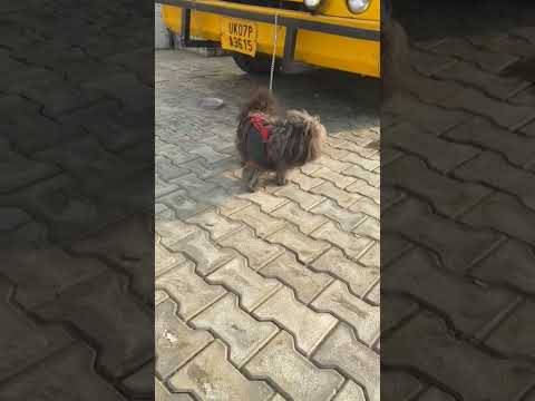 Cute puppy || cartoon like dog||cute. and funny expressions of cute doggy cartoons