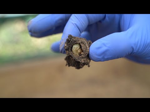 Dung Beetles May Save Us All  | Someday Challenge 2021