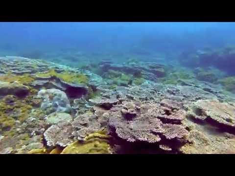 Fun Freediving! Beautiful coral field! - Hachijo, Sokodo, May 2014 (八丈島)