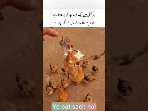 ہر فیملی میں ایک ایسا بچہ ضرور ہوتا ہے | Urdu shayari | Kashif editor4 shayari status