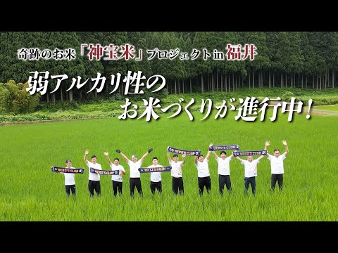 【奇跡のお米 神宝米（かむたからまい）プロジェクト2024】今年も福井県で「弱アルカリ」の神宝米が元気に育っています