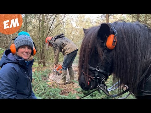 Shetland Pony tries Horse Logging.....or Twigging!