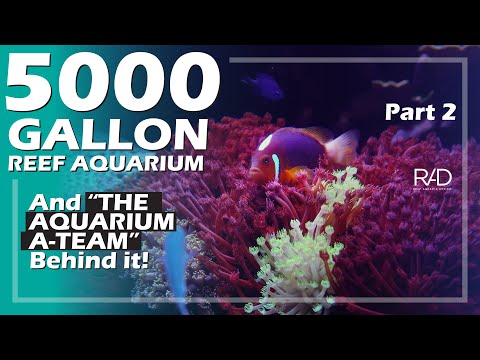 THE 5000 GALLON REEF AQUARIUM AND THE AQUARIUM A-TEAM THAT KEEP IT THRIVING. BY REEF AQUARIA DESIGN.