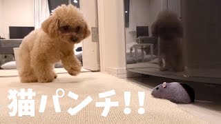 ネズミがあらわれて狂喜乱舞する猫トイプードル